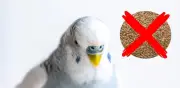 Día Internacional del Periquito Australiano: Peligros de una dieta basada solo en alpiste
