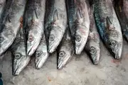 Denuncian sustitución de pescado por especies más baratas en restaurantes y mercados