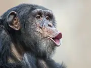 Descubren en Egipto fósil clave que reescribe origen de simios y humanos