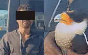 Detienen a hombre en Jalisco por posesión ilegal de halcón Caracara en colonia El Refugio