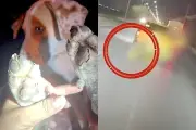 Detienen en García a conductor que arrastraba a perro amarrado a su vehículo