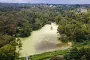 El Bosque de Chapultepec: Un Escudo Natural Contra las Islas de Calor en la CDMX
