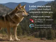 El lenguaje como herramienta de conservación: cómo nombrar correctamente a los mamíferos