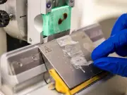 Escamas de peces transformadas en biomaterial para regenerar córneas humanas