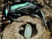 Escarabajos Peloteros: Cuidado Parental y Su Rol Vital en los Ecosistemas