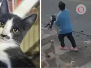 Exfuncionario sentenciado por muerte del gatito Gary; pagará 32,700 pesos