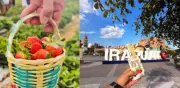 Feria de las Fresas Irapuato 2026: Fechas, Artistas y Todo lo que Debes Saber