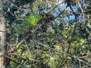 Fitotelmas: Los miniacuarios naturales que albergan vida en plantas mexicanas