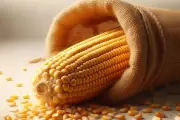 Gobierno de México Acuerda Compra de 1.1 Millones de Toneladas de Maíz para Garantizar Abasto