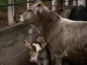 Gusano Barrenador Amenaza Ganado en Chiapas: 59 Casos en un Solo Día