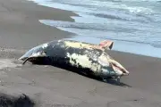 Hallan delfín muerto en costas de Veracruz; investigan causas del deceso