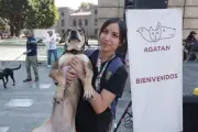 Hallan refugios temporales para perros peregrinos durante la Romería de Guadalupe