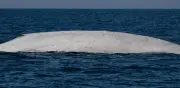 Hito histórico: Avistan primera ballena azul albina en el Parque Nacional Bahía de Loreto