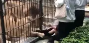 Impactante ataque de leona a niña en zoológico chino por alimentación riesgosa