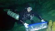 INAH traslada fósiles humanos de cenote en Quintana Roo para estudio de primeros pobladores