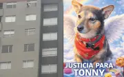 Indignación en Bogotá tras lanzamiento de perro desde piso 25 por hombre bajo efectos de drogas
