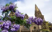 Jacarandas: El espectáculo morado que inunda las calles de Guadalajara en primavera