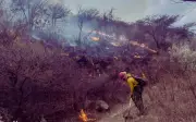Jalisco: 12 incendios y dos invasiones ilegales azotan el Bosque La Primavera en 2026