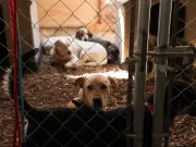 Juez federal autoriza adopción de 900 perros rescatados de refugio en Cuajimalpa