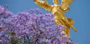 La Historia de las Jacarandas en la CDMX: Cómo un Árbol Sudamericano Pintó la Capital de Violeta