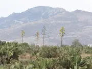 La Sobreexplotación de Gualumbos Amenaza la Alianza Vital entre Magueyes y Murciélagos en México