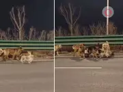 La verdad detrás del viral de perros liderados por corgi: no eran robados