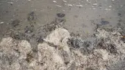 Limpieza en playas de Veracruz avanza tras derrame, pero persiste el chapopote