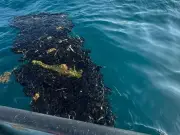 Manchas de petróleo amenazan costas de Alvarado y ponen en riesgo pesca y arrecifes