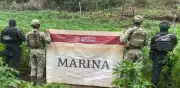 Marina destruye más de 43 mil plantas de marihuana en operativo antidrogas en Durango
