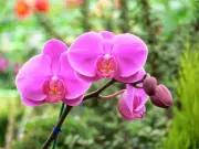 México celebra el Día Nacional de la Orquídea para proteger su riqueza floral única