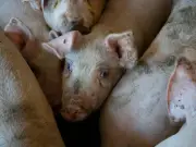 México revisará suspensión de importación de carne porcina española por brote de peste