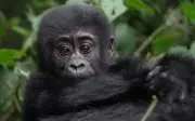 Nacimiento de gorila en Virunga fortalece recuperación de especie en peligro