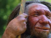 Neandertales usaban alquitrán de abedul como antibiótico natural para curar heridas