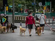PAN propone endurecer sanciones por pasear perros sin correa en CDMX