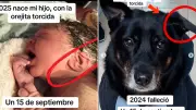 Perro fallecido deja señal en bebé: oreja doblada idéntica a la de su mascota