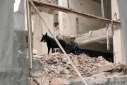 Perro Togo reduce tiempos de rescate en operaciones de emergencia en México