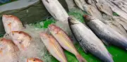 Pescados Económicos en Cuaresma: Guía para Ahorrar en tu Compra