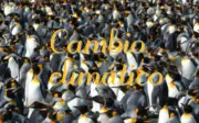 Pingüinos Rey: La Especie que Prospera Frente al Calentamiento Global