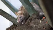Plaga de ratas invade parques de la CDMX; basura acumulada agrava el problema