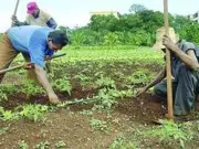 PRI impulsa reforma agraria para incluir corredores públicos como fedatarios