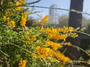 Primavera con alto polen: alergias respiratorias aumentarán tras lluvias