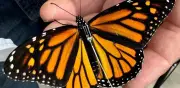 Primera Mariposa Monarca con radiotransmisor llega a Texas tras invernar en México