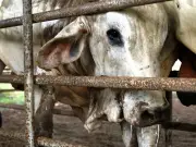 Puebla activa Comité contra el Gusano Barrenador del Ganado para proteger sector pecuario