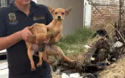 Rescatan a 21 perros abandonados en San Pedrito, Tlaquepaque, tras denuncia por maltrato animal