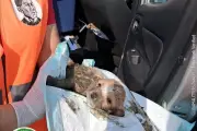 Rescatan a cachorro atrapado en drenaje de Juárez tras intensa operación