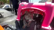 Rescatan a cachorro de tigre de bengala en Ecatepec tras alerta por rugidos