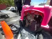 Rescatan cachorro de tigre de bengala en Ecatepec; dueño no acreditó posesión legal