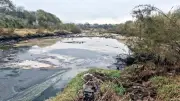 Residuos industriales contaminan gravemente el río Pesquería en Nuevo León