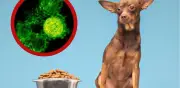 Retiro de comida para perros por salmonela: alerta sanitaria en Estados Unidos