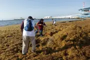 Sargazo: De plaga a energía renovable, México transforma el alga del Caribe en biogás